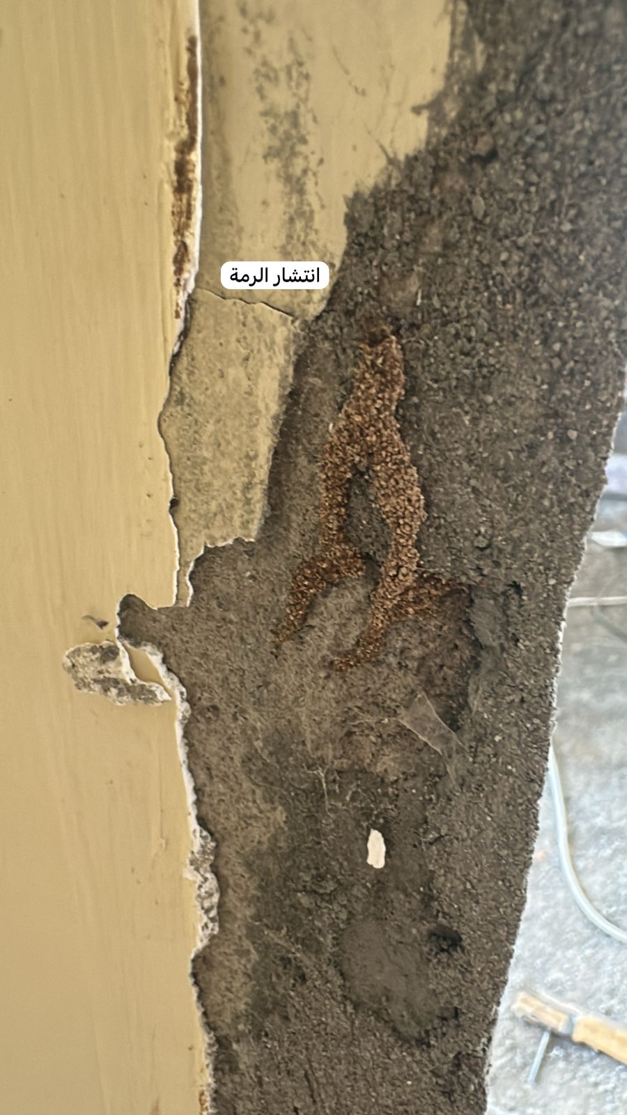 مكافحة الرمة في السيب – أفضل شركة للقضاء على النمل الأبيض نهائيا